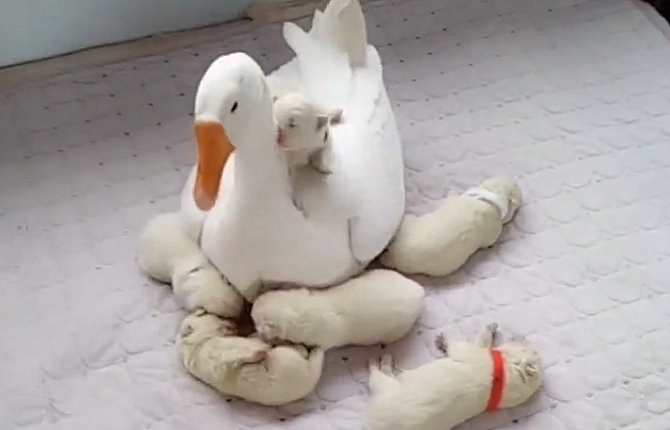熊猫体育